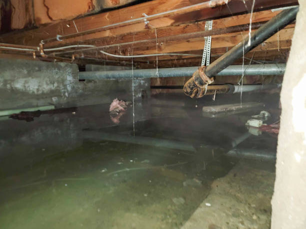 Best Basement water damage restoration  in Elkhorn, CA